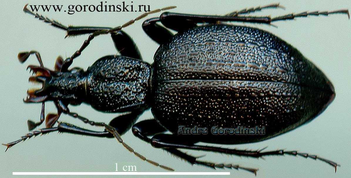 http://www.gorodinski.ru/carabidae/Cychrus zoigeicus zoigeicus.jpg